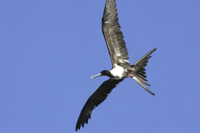 Framed Print : Magnificent Frigatebird. Venezuela Framed Print : Magnificent Frigatebird. Venezuela