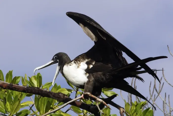 Framed Print : Magnificent Frigatebird. Venezuela Framed Print : Magnificent Frigatebird. Venezuela