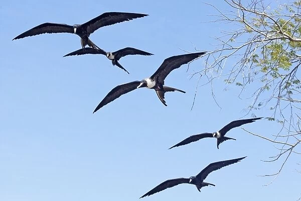Magnificent Frigatebirds