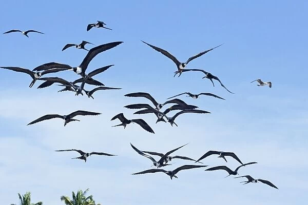 Magnificent Frigatebirds. San Blas Mexico in March