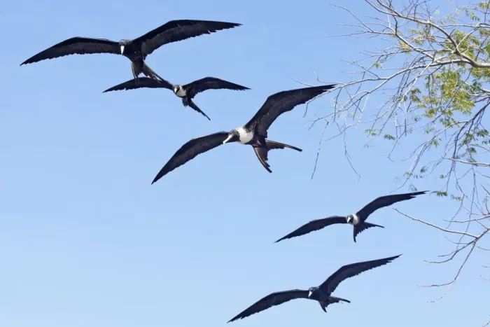 Framed Print : Magnificent Frigatebirds. San Blas Mexico in March Framed Print : Magnificent Frigatebirds. San Blas Mexico in March