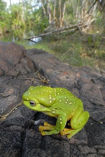 Magnificent Tree-frog - in riparian habitat in late wet season, Mornington Wildlife Sanctuary, central Kimberley, W. A, which has waterways found to support a very high diversity and abundance of frogs. LAW03725