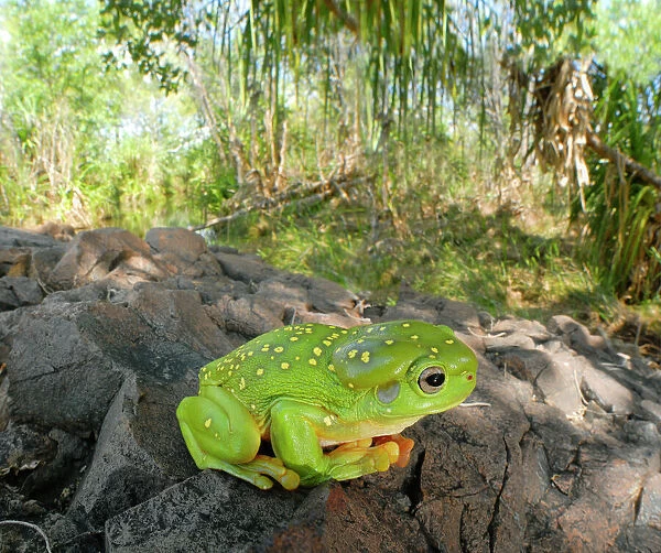 Magnificent Tree Frog - in riparian habitat in late wet season, which has waterways found to support a very high diversity and abundance of frogs. Mornington Wildlife Sanctuary, central Kimberley, Western Australia. LAW03748
