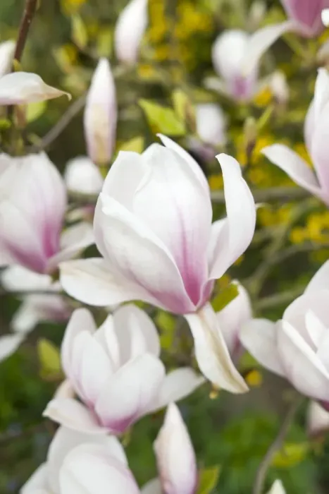 Framed Print : Magnolia Flowers - Norfolk - UK Framed Print : Magnolia Flowers - Norfolk - UK