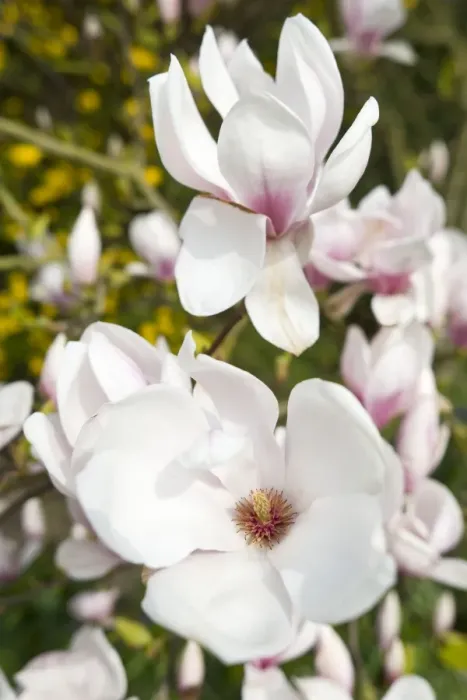 Framed Print : Magnolia Flowers - Norfolk - UK Framed Print : Magnolia Flowers - Norfolk - UK