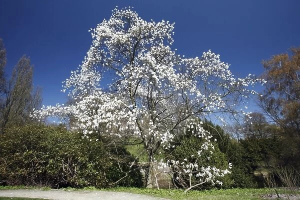 Magnolia Tree - blossom in springtime - Hessen - Germany