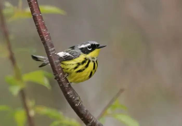 Framed Print : Magnolia Warbler Framed Print : Magnolia Warbler