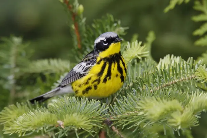 Framed Print : Magnolia Warbler Framed Print : Magnolia Warbler