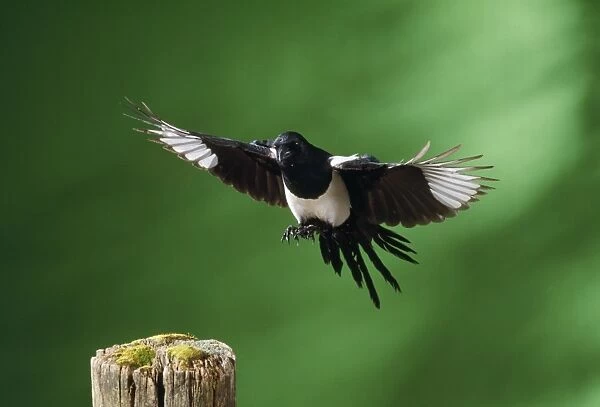 Magpie. JD-16169. MAGPIE - in flight. Pica pica