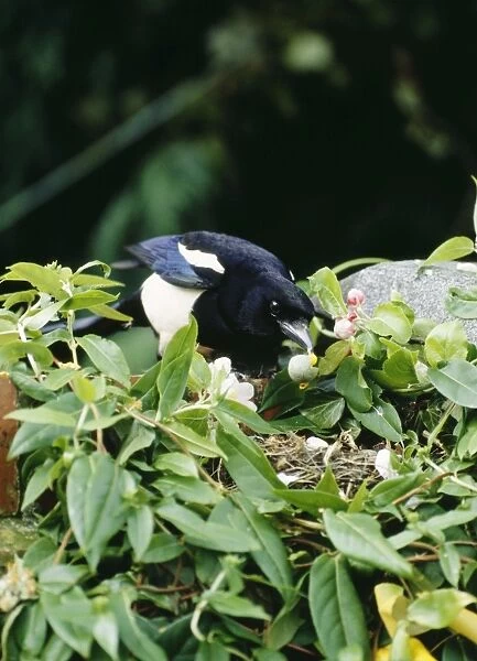 Magpie BB 528 Robbing Blackbird Pica pica © Brian Bevan  /  ARDEA LONDON