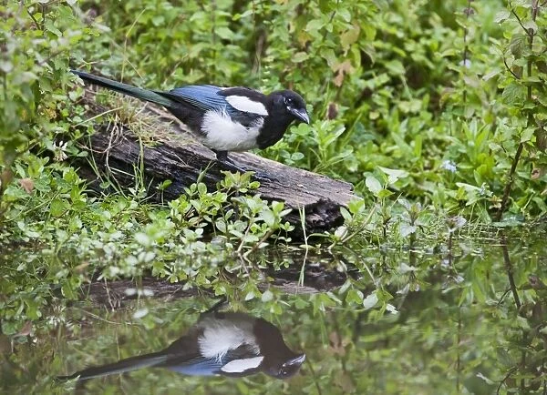 Magpie - drinking at pond showing reflection - Bedfordshire UK 11104