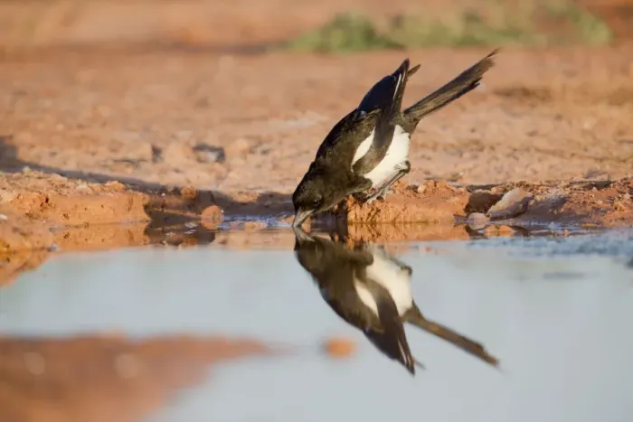 Framed Print : Magpie - drinking at pool - Spain Framed Print : Magpie - drinking at pool - Spain