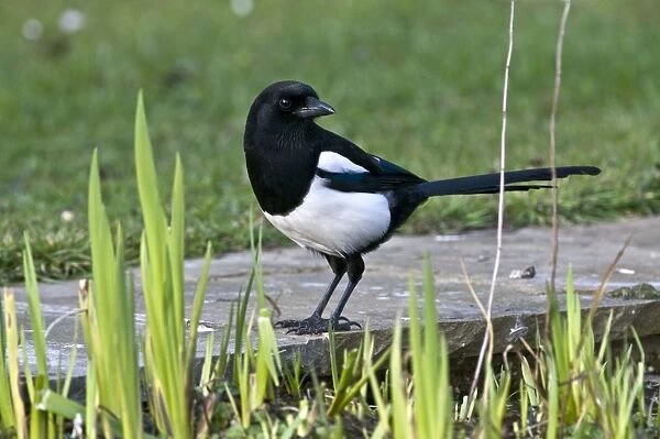 Magpie - on edge of garden pond - Lincolnshire - UK
