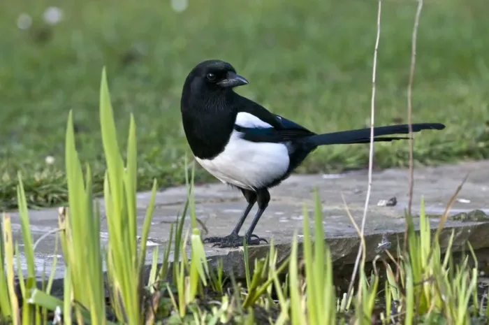 Framed Print : Magpie - on edge of garden pond - Lincolnshire - UK Framed Print : Magpie - on edge of garden pond - Lincolnshire - UK