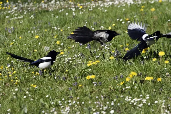 Framed Print : Magpie - three fighting. Kuhmo - Finland Framed Print : Magpie - three fighting. Kuhmo - Finland