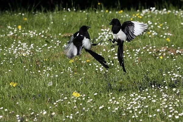 Magpie - two fighting. Kuhmo - Finland