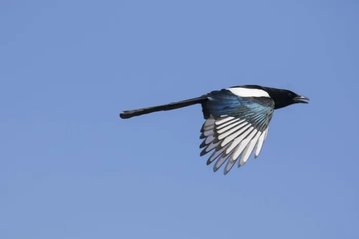 Framed Print : Magpie flight 09, S-E Arndt Framed Print : Magpie flight 09, S-E Arndt