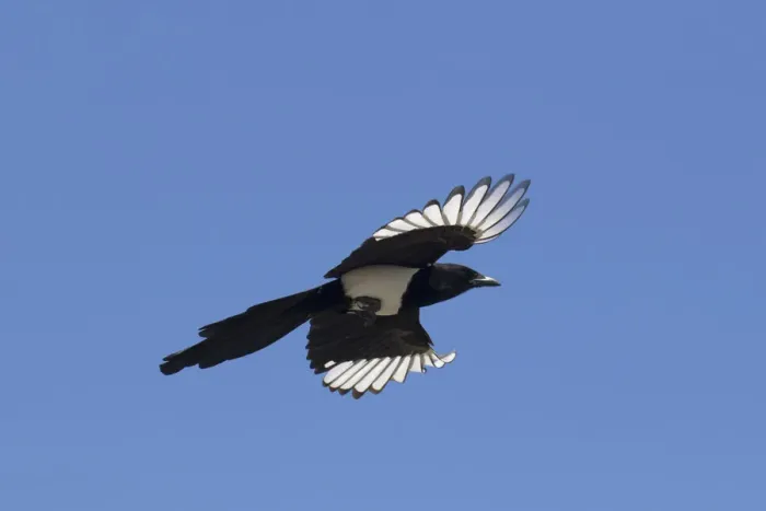Framed Print : Magpie flight 14, S-E Arndt Framed Print : Magpie flight 14, S-E Arndt