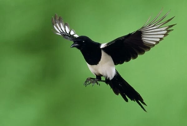 Magpie - in flight