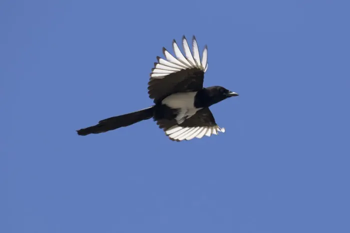 Framed Print : Magpie flight 16, S-E Arndt Framed Print : Magpie flight 16, S-E Arndt