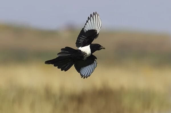 Magpie - In flight carrying mud Pica pica Minsmere, Suffolk, UK BI009793