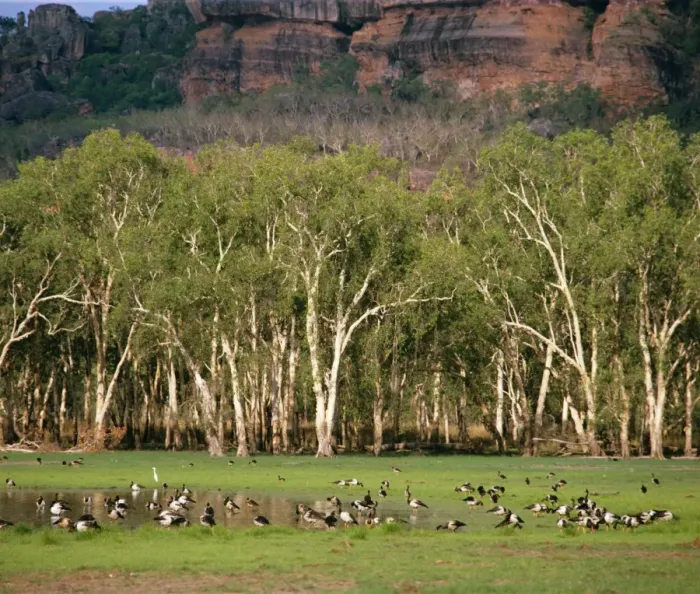 Framed Print : Magpie Geese - Kakadu National Park (World Heritage Area) - Northern Territory, Australia JPF24097