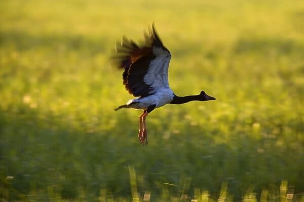 Magpie Goose - adult Magpie Goose in flight over grassy swampland at sunset - Northern Territory, Australia