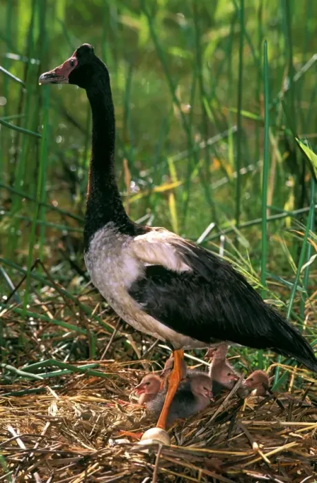 Framed Print : Magpie Goose - female on floating nest with chicks on the flood plains of Mary River after the wet Northern Territory, Australia JPF52524 Framed Print : Magpie Goose - female on floating nest with chicks on the flood plains of Mary River after the wet Northern Territory, Australia JPF52524