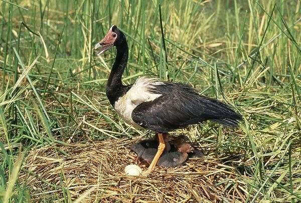 Magpie Goose On floating nest, Mary River flood plains, Northern Territory, Australia