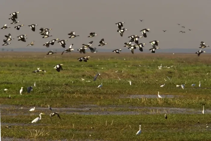 Framed Print : Magpie Goose - flock of Magpie Geese flies over wetlands about to land. Different kinds of egret and ibis forage on the ground - Fogg Dam, Northern Territory, Australia Framed Print : Magpie Goose - flock of Magpie Geese flies over wetlands about to land. Different kinds of egret and ibis forage on the ground - Fogg Dam, Northern Territory, Australia