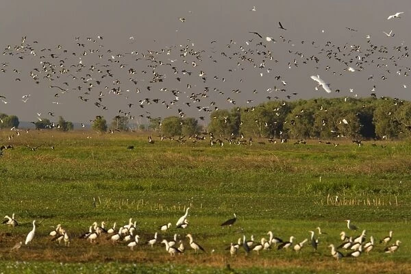 Magpie Goose - hugh flock of Magpie Geese and different types of egret and ibis flies over wetlands about to land. Another group of Magpie Geese sits in the grass in the foreground - Fogg Dam, Northern Territory, Australia