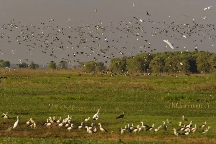 Framed Print : Magpie Goose - hugh flock of Magpie Geese and different types of egret and ibis flies over wetlands about to land. Another group of Magpie Geese sits in the grass in the foreground - Fogg Dam, Northern Territory, Australia Framed Print : Magpie Goose - hugh flock of Magpie Geese and different types of egret and ibis flies over wetlands about to land. Another group of Magpie Geese sits in the grass in the foreground - Fogg Dam, Northern Territory, Australia