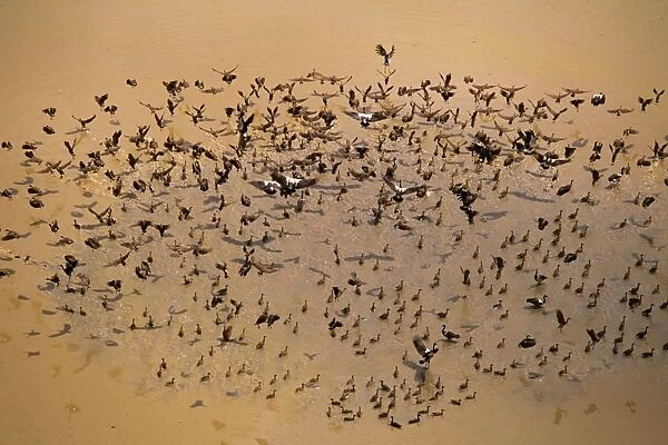 Magpie Goose - Large flock on water - Kakadu National Park (World Heritage Area), Northern Territory, Australia, N and E Australia JPF51346