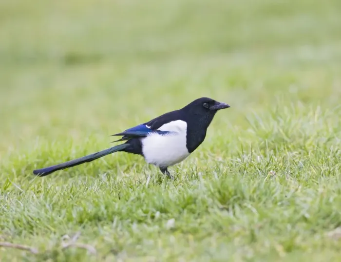 Framed Print : Magpie - on grass side view West Wales UK 005405 Framed Print : Magpie - on grass side view West Wales UK 005405