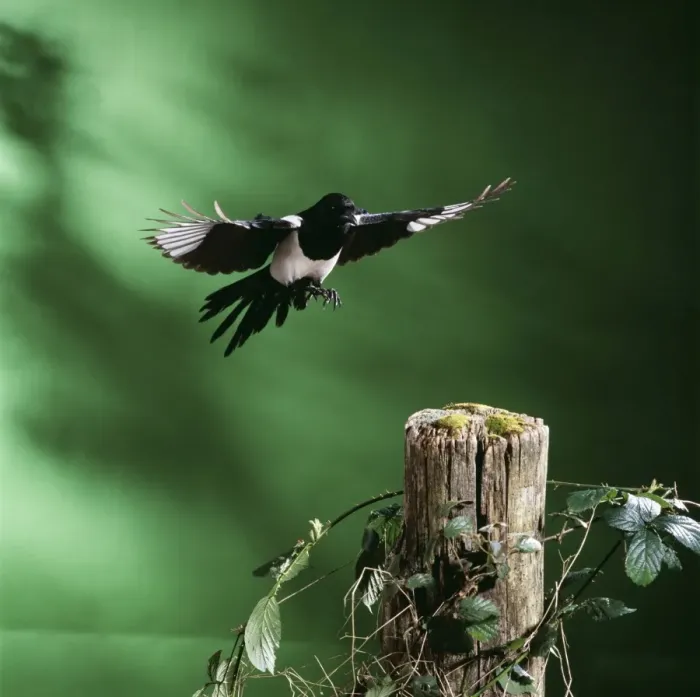 Framed Print : Magpie JD 15572 Pica pica © John Daniels ARDEA LONDON Framed Print : Magpie JD 15572 Pica pica © John Daniels ARDEA LONDON