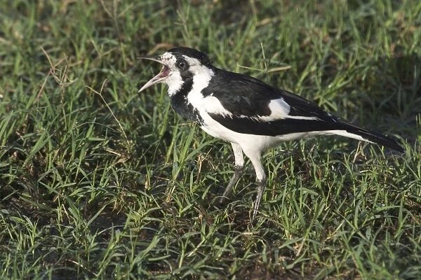Magpie-lark - female. Popularly known as Pee-wee and Mudlark, but DNA testing has shown it to be a large Monarch Flycatcher At Lajamanu, an aboriginal settlement on the northern edge of the Tanami Desert, Northern Territory, Australia