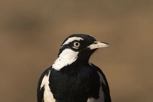 Magpie-lark, male - A very common species possibly Australias best known bird. Found right throughout Australia except in the driest deserts in Western Australia