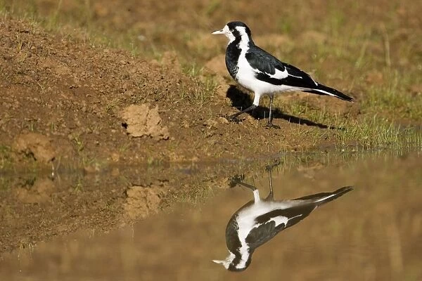 Magpie-lark - With reflection in pool - Foraging near a pool by the Gibb River Road, Kimberley, Western Australia