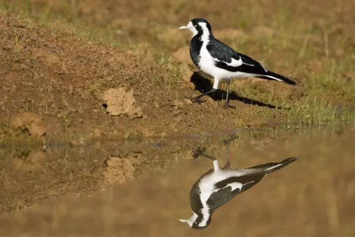 Framed Print : Magpie-lark - With reflection in pool - Foraging near a pool by the Gibb River Road, Kimberley, Western Australia Framed Print : Magpie-lark - With reflection in pool - Foraging near a pool by the Gibb River Road, Kimberley, Western Australia