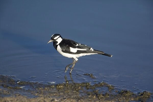 Magpie-lark - by water - Alice Springs Water Treatment Plant, Northern Territory, Australia