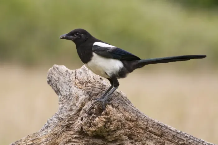 Framed Print : Magpie - on log - UK Framed Print : Magpie - on log - UK
