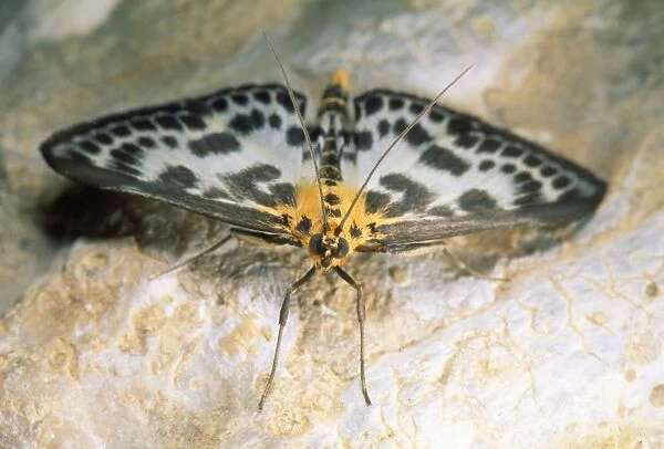 Magpie Moth UK