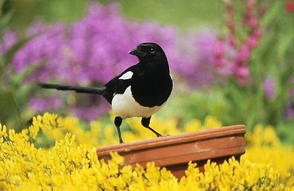 Magpie - Perched on plant-pot in garden. Watercolour effect