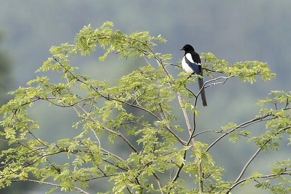Magpie - perched in Robinia tree - Lower Saxony - Germany