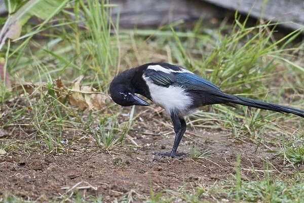 Magpie - preening using ants - anting - Bedfordshire UK 11059