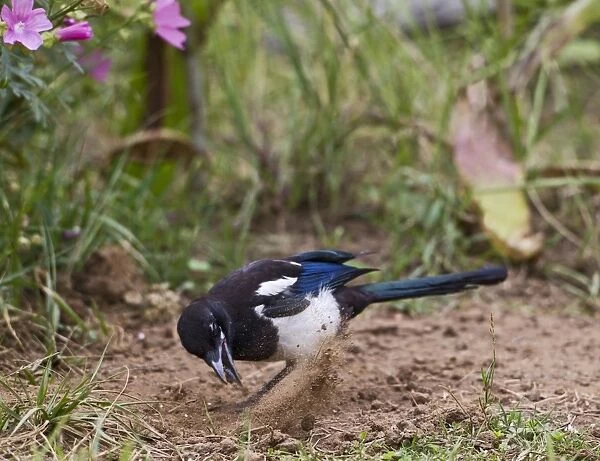 Magpie - searching for ants - Bedfordshire UK 11018