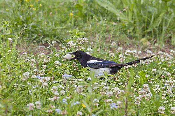 Magpie - stealing Pheasant egg - Bedfordshire UK 11023