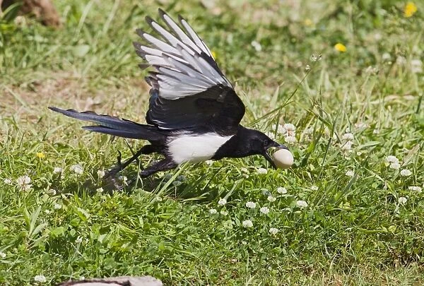 Magpie - stealing Pheasant egg - Bedfordshire UK