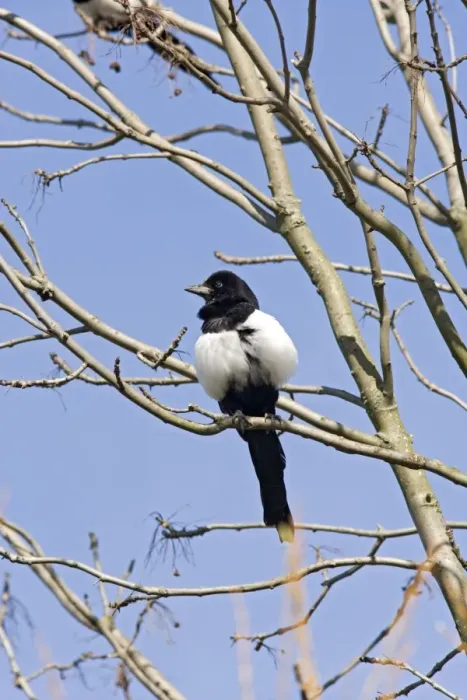Framed Print : Magpie – in tree against sky Bedfordshire UK 003546 Framed Print : Magpie – in tree against sky Bedfordshire UK 003546