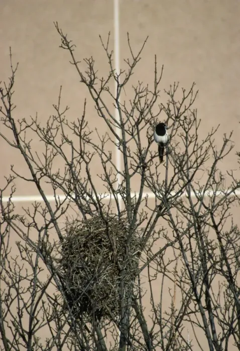 Framed Print : Magpie - urban nest site Framed Print : Magpie - urban nest site